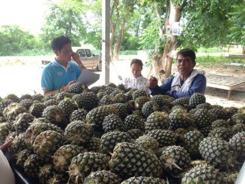 สวศ. ลงพื้นที่สำรวจศึกษาโซ่อุปทานและโลจิสติกส์สับปะรดโรงงาน