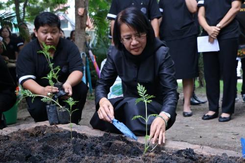 สศก. จัดกิจกรรมปลูกดอกดาวเรืองในโครงการ   ดาวเรืองบานสะพรั่งเดือน