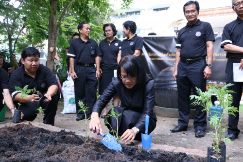 สศก. จัดกิจกรรมปลูกดอกดาวเรืองในโครงการ   ดาวเรืองบานสะพรั่งเดือนตุลา สศก. น้อมรำลึกพระมหากรุณาธิคุณ 