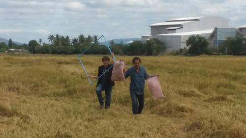 สศท. 7 ลงสนามเก็บข้อมูลข้าวนาปี 10 จังหวัดภาคกลางตอนบน