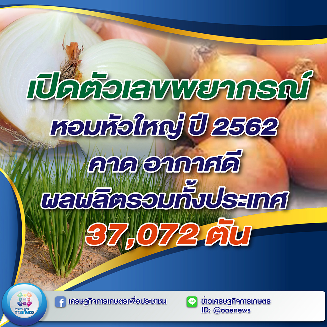 เปิดตัวเลขพยากรณ์หอมหัวใหญ่ ปี 62 คาดอากาศดี ผลผลิตทั้งประเทศเพิ่มขึ้น