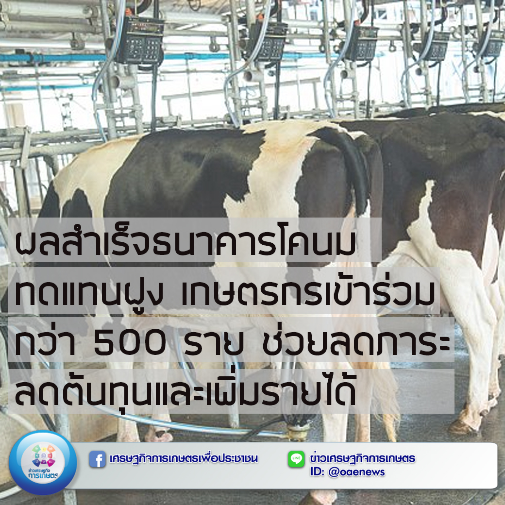 ผลสำเร็จธนาคารโคนมทดแทนฝูง เกษตรกรเข้าร่วมกว่า 500 ราย ช่วยลดภาระ ลดต้นทุนและเพิ่มรายได้