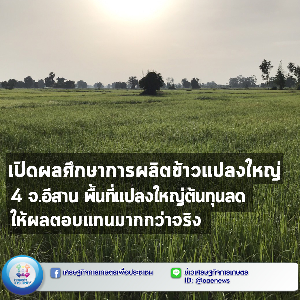 เปิดผลศึกษาการผลิตข้าวแปลงใหญ่ 4 จ.อีสาน พื้นที่แปลงใหญ่ต้นทุนลด ให้ผลตอบแทนมากกว่าจริง