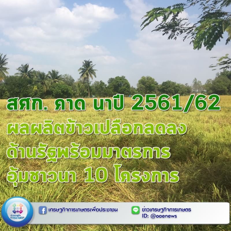 สศก. คาด นาปี 2561/62 ผลผลิตข้าวเปลือกลดลง ด้านรัฐพร้อมมาตรการอุ้มชาวนา 10 โครงการ