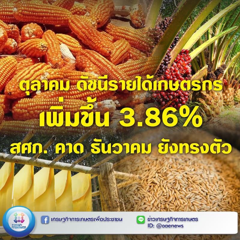 ตุลาคม ดัชนีรายได้เกษตรกรเพิ่มขึ้น 3.86% สศก. คาด ธันวาคม ยังทรงตัว