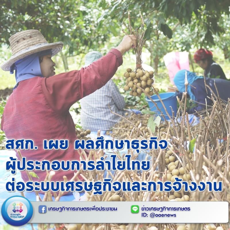 สศก. เผยผลศึกษาธุรกิจผู้ประกอบการลำไยไทย ต่อระบบเศรษฐกิจและการจ้างงาน