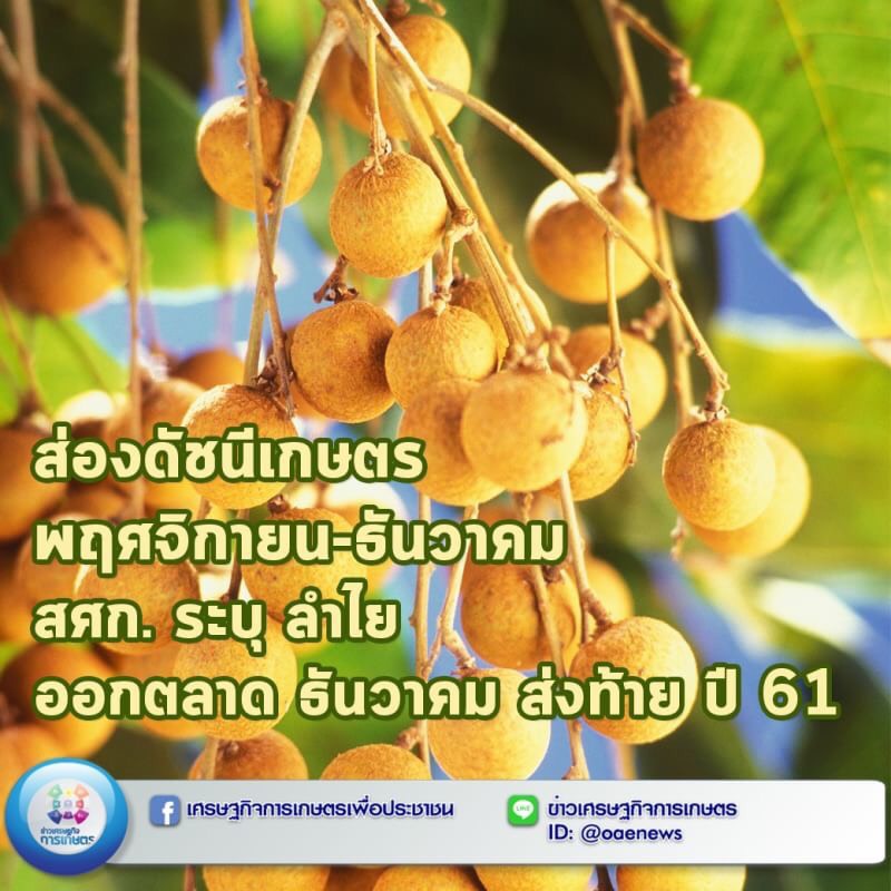 ส่องดัชนีเกษตร พฤศจิกายน-ธันวาคม สศก. ระบุ ลำไย ออกตลาด ธันวาคม ส่งท้าย ปี 61