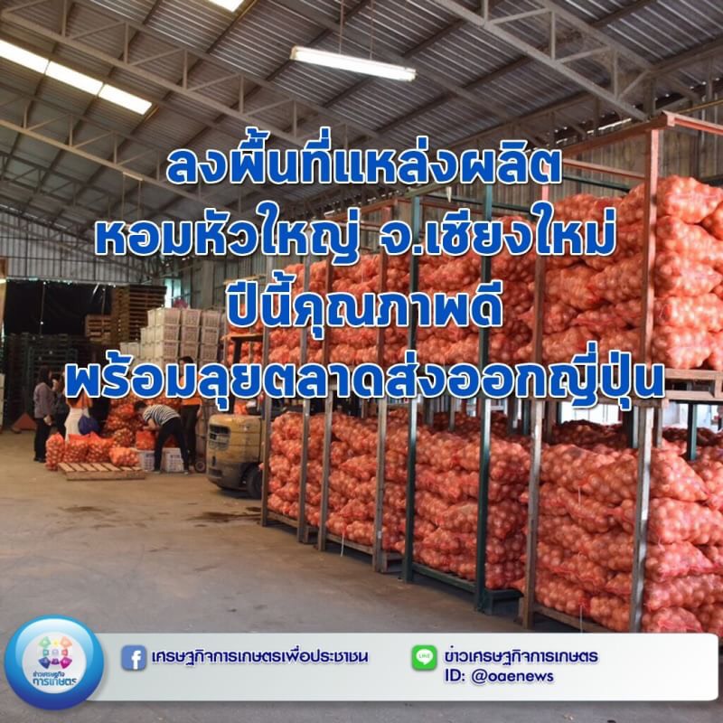 ลงพื้นที่แหล่งผลิตหอมหัวใหญ่ จ.เชียงใหม่ ปีนี้คุณภาพดี พร้อมลุยตลาดส่งออกญี่ปุ่น