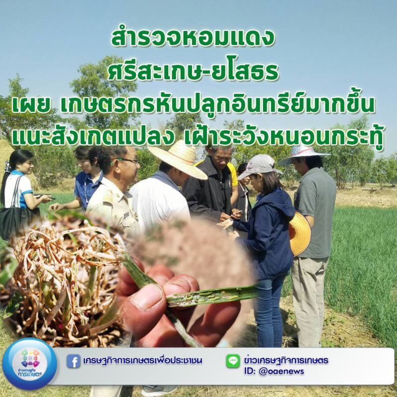 สำรวจหอมแดง ศรีสะเกษ-ยโสธร เผย เกษตรกรหันปลูกอินทรีย์          มากขึ้น แนะสังเกตแปลง เฝ้าระวังหนอนกระทู้ 