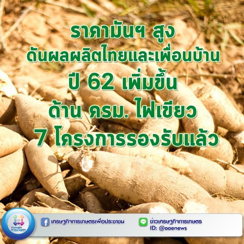 ราคามันฯ สูง ดันผลผลิตไทยและเพื่อนบ้าน ปี 62 เพิ่มขึ้น ด้าน ครม. ไฟเขียว 7 โครงการรองรับแล้ว 