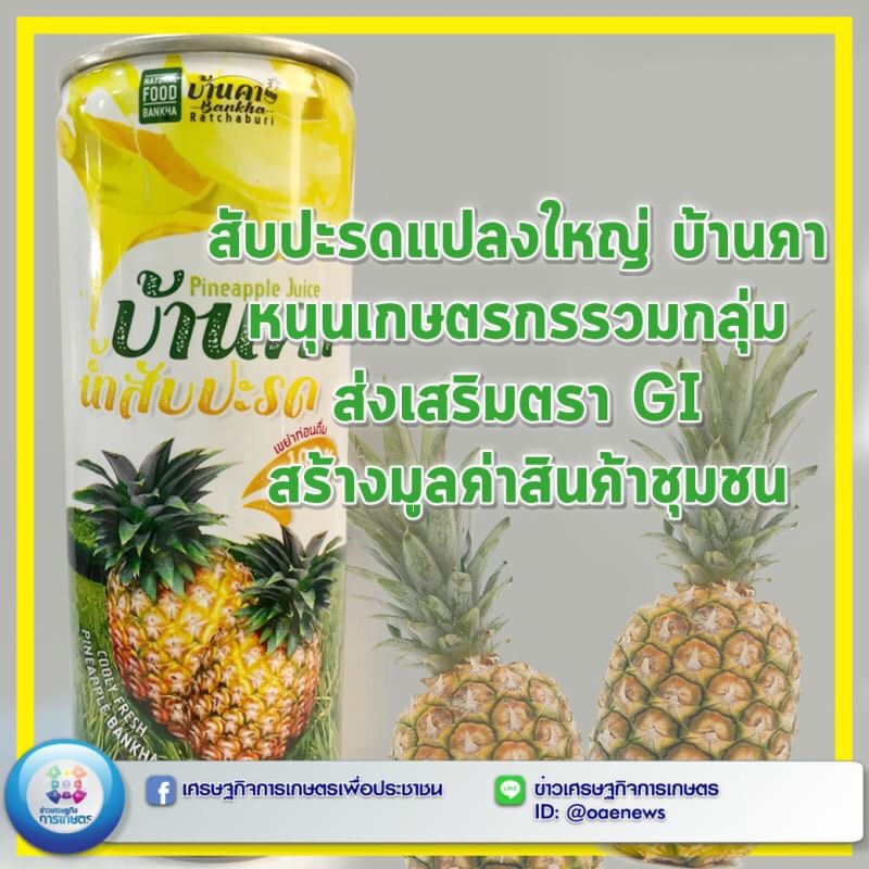 สับปะรดแปลงใหญ่ บ้านคา หนุนเกษตรกรรวมกลุ่ม ส่งเสริมตรา GI สร้างมูลค่าสินค้าชุมชน 