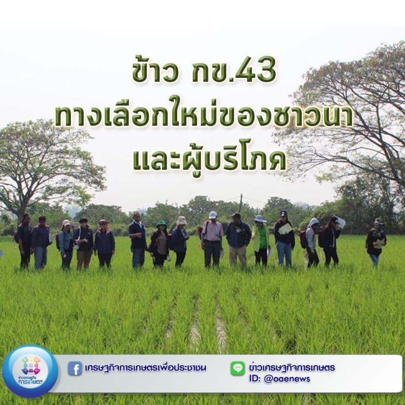 ข้าว กข.43 ทางเลือกใหม่ของชาวนา และผู้บริโภค