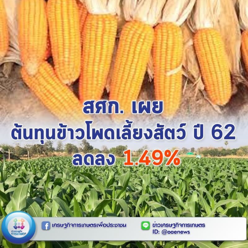 สศก. เผย ต้นทุนข้าวโพดเลี้ยงสัตว์ ปี 62 ลดลง 1.49% 