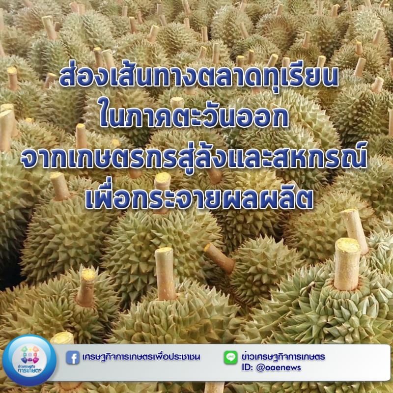 ส่องเส้นทางตลาดทุเรียนในภาคตะวันออก จากเกษตรกรสู่ล้งและสหกรณ์ เพื่อกระจายผลผลิต