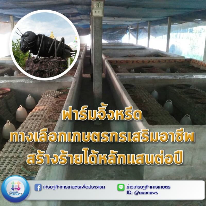 ฟาร์มจิ้งหรีด ทางเลือกเกษตรกรเสริมอาชีพ สร้างร้ายได้หลักแสนต่อปี 