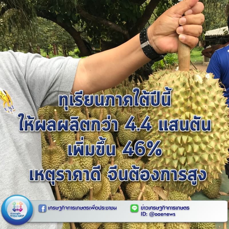 ทุเรียนภาคใต้ปีนี้ ให้ผลผลิตกว่า 4.4 แสนตัน เพิ่มขึ้น 46% เหตุราคาดี จีนต้องการสูง