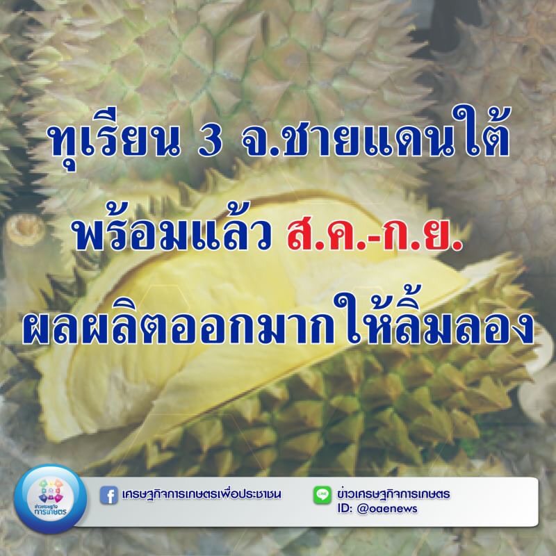 ทุเรียน 3 จ.ชายแดนใต้พร้อมแล้ว ส.ค.-ก.ย. ผลผลิตออกมากให้ลิ้มลอง