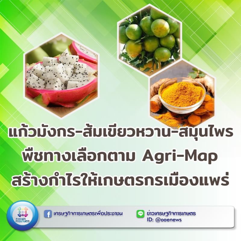 แก้วมังกร-ส้มเขียวหวาน-สมุนไพร พืชทางเลือกตาม Agri-Map สร้างกำไรให้เกษตรกรเมืองแพร่