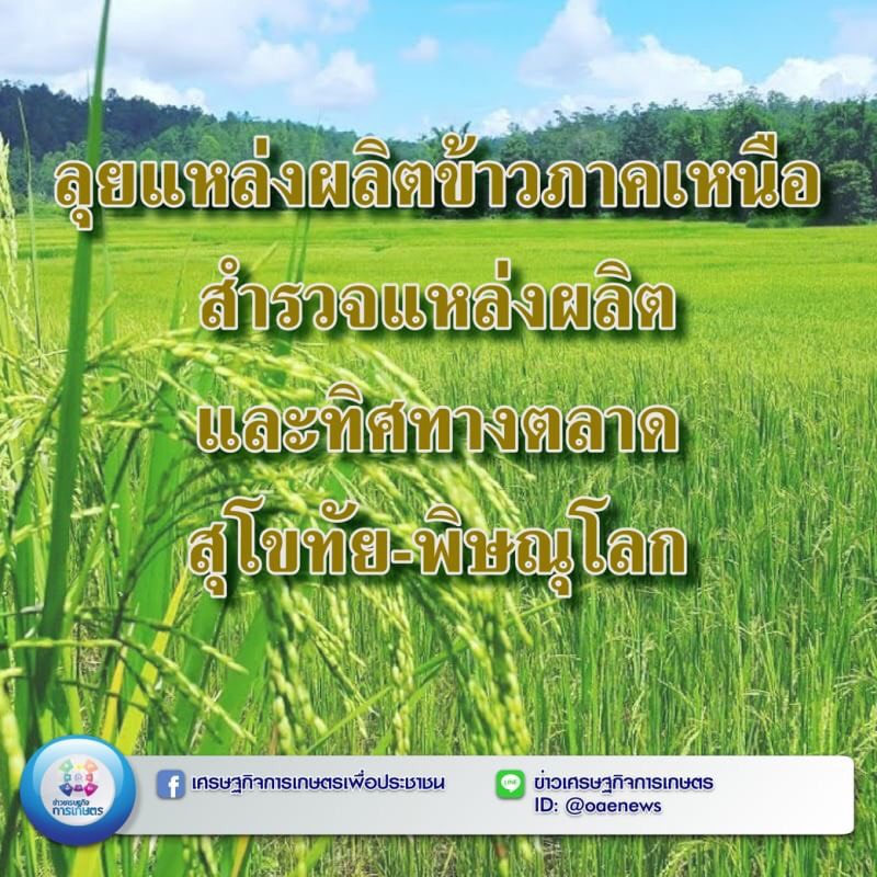 ลุยแหล่งผลิตข้าวภาคเหนือ สำรวจแหล่งผลิตและทิศทางตลาด สุโขทัย-พิษณุโลก 