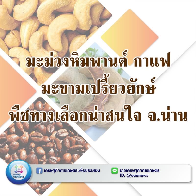 มะม่วงหิมพานต์-กาแฟ-มะขามเปรี้ยวยักษ์ พืชทางเลือกน่าสนใจ จ.น่าน 