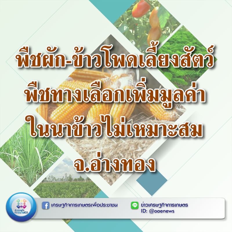 พืชผัก-ข้าวโพดเลี้ยงสัตว์ พืชทางเลือกเพิ่มมูลค่าในนาข้าวไม่เหมาะสม จ.อ่างทอง