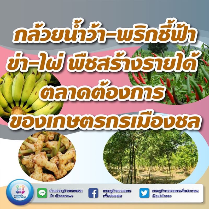 กล้วยน้ำว้า-พริกชี้ฟ้า-ข่า-ไผ่ พืชสร้างรายได้ ตลาดต้องการ ของเกษตรกรเมืองชล