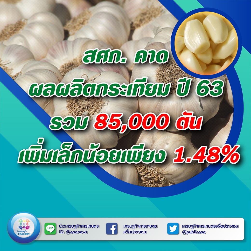 สศก. คาด ผลผลิตกระเทียม ปี 63 รวมกว่า 85,000 ตัน เตรียมทยอยออกสู่ตลาดปลายปีนี้ 