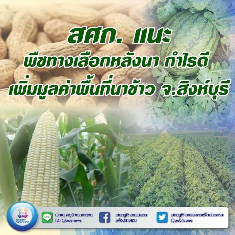 สศก. แนะพืชทางเลือกหลังนา กำไรดี เพิ่มมูลค่าพื้นที่นาข้าว           จ.สิงห์บุรี