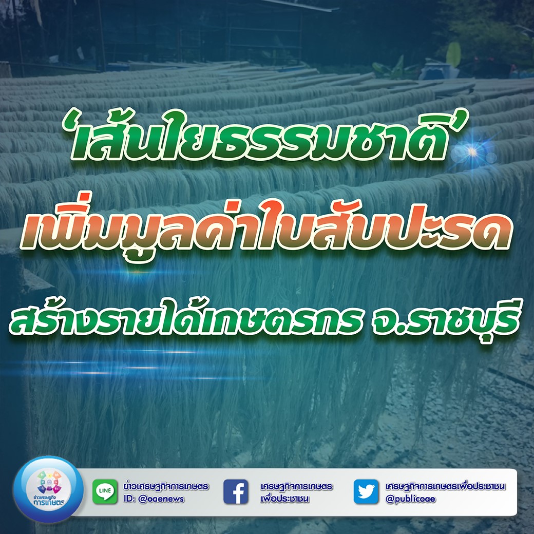 เส้นใยธรรมชาติ’ เพิ่มมูลค่าใบสับปะรด สร้างรายได้เกษตรกร จ.ราชบุรี