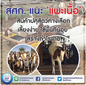 สศก. แนะ ‘แพะเนื้อ’ สินค้าปศุสัตว์ทางเลือก เลี้ยงง่าย ใช้พื้นที่น้อย สร้างกำไรงาม 