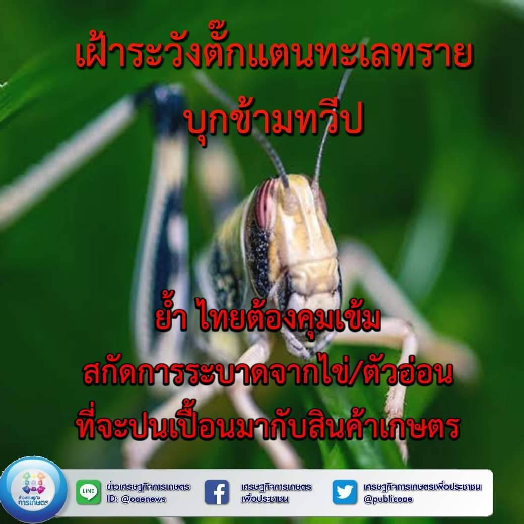 เฝ้าระวังตั๊กแตนทะเลทราย บุกข้ามทวีป ย้ำ ไทยต้องคุมเข้ม สกัดการระบาดจากไข่/ตัวอ่อน ที่จะปนเปื้อนมากับสินค้าเกษตร 