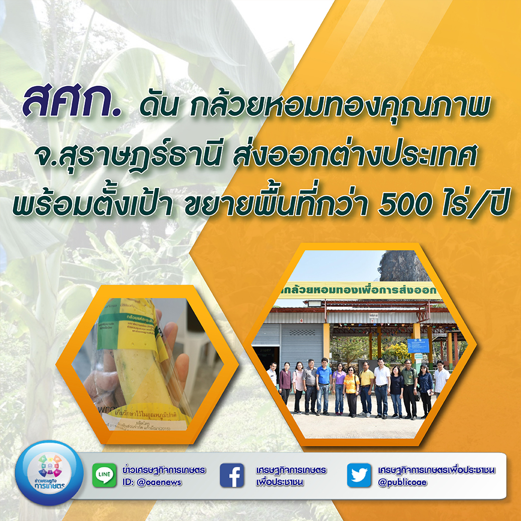 สศก. ดัน กล้วยหอมทองคุณภาพ จ.สุราษฎร์ธานี ส่งออกต่างประเทศ พร้อมตั้งเป้า ขยายพื้นที่กว่า 500 ไร่/ปี 