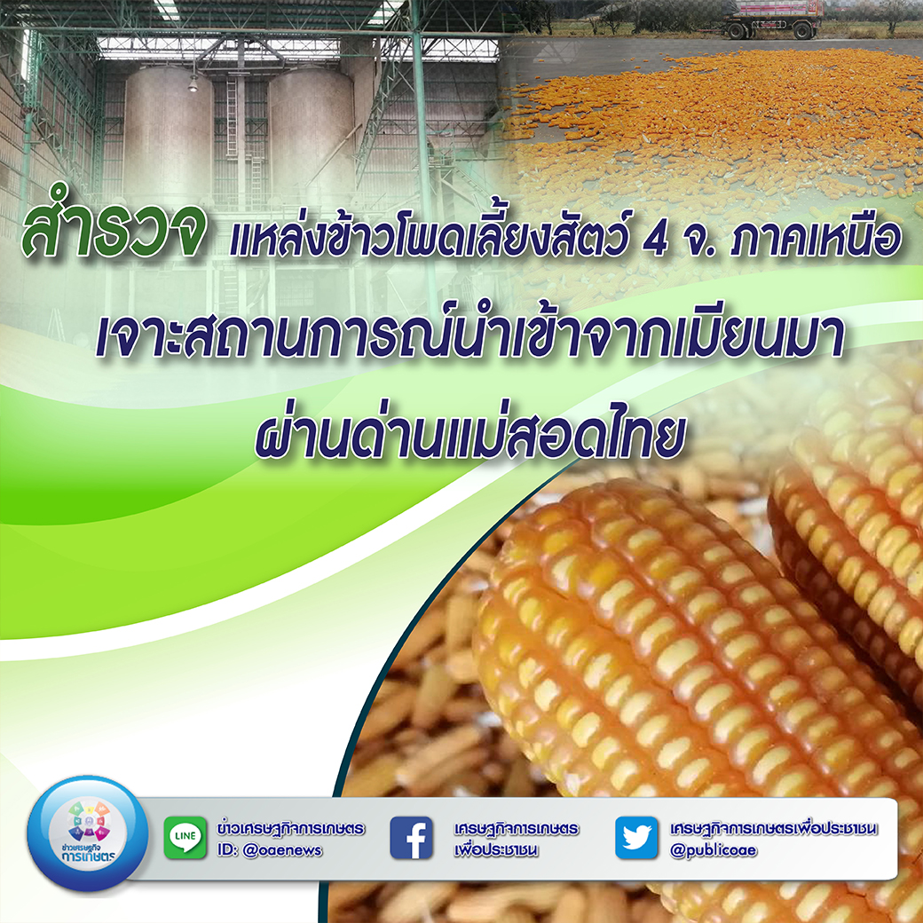 สำรวจแหล่งข้าวโพดเลี้ยงสัตว์ 4 จ. ภาคเหนือ เจาะสถานการณ์นำเข้าจากเมียนมาผ่านด่านแม่สอดไทย 