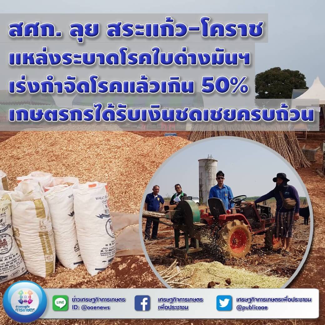 สศก. ลุย สระแก้ว-โคราช แหล่งระบาดโรคใบด่างมันฯ  เร่งกำจัดโรคแล้วเกิน 50% เกษตรกรได้รับเงินชดเชยครบถ้วน