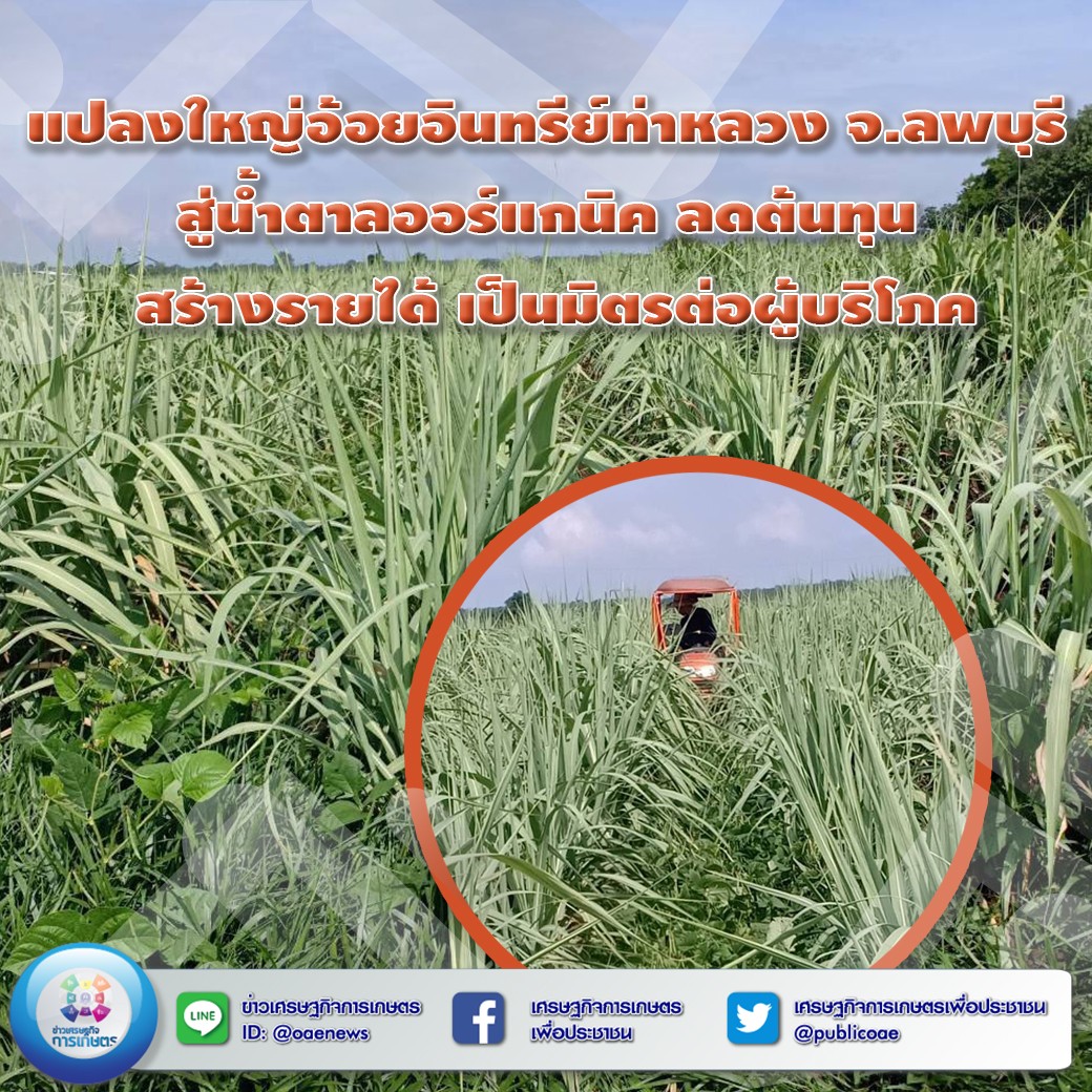 แปลงใหญ่อ้อยอินทรีย์ท่าหลวง จ.ลพบุรี สู่น้ำตาลออร์แกนิค ลดต้นทุน สร้างรายได้ เป็นมิตรต่อผู้บริโภค