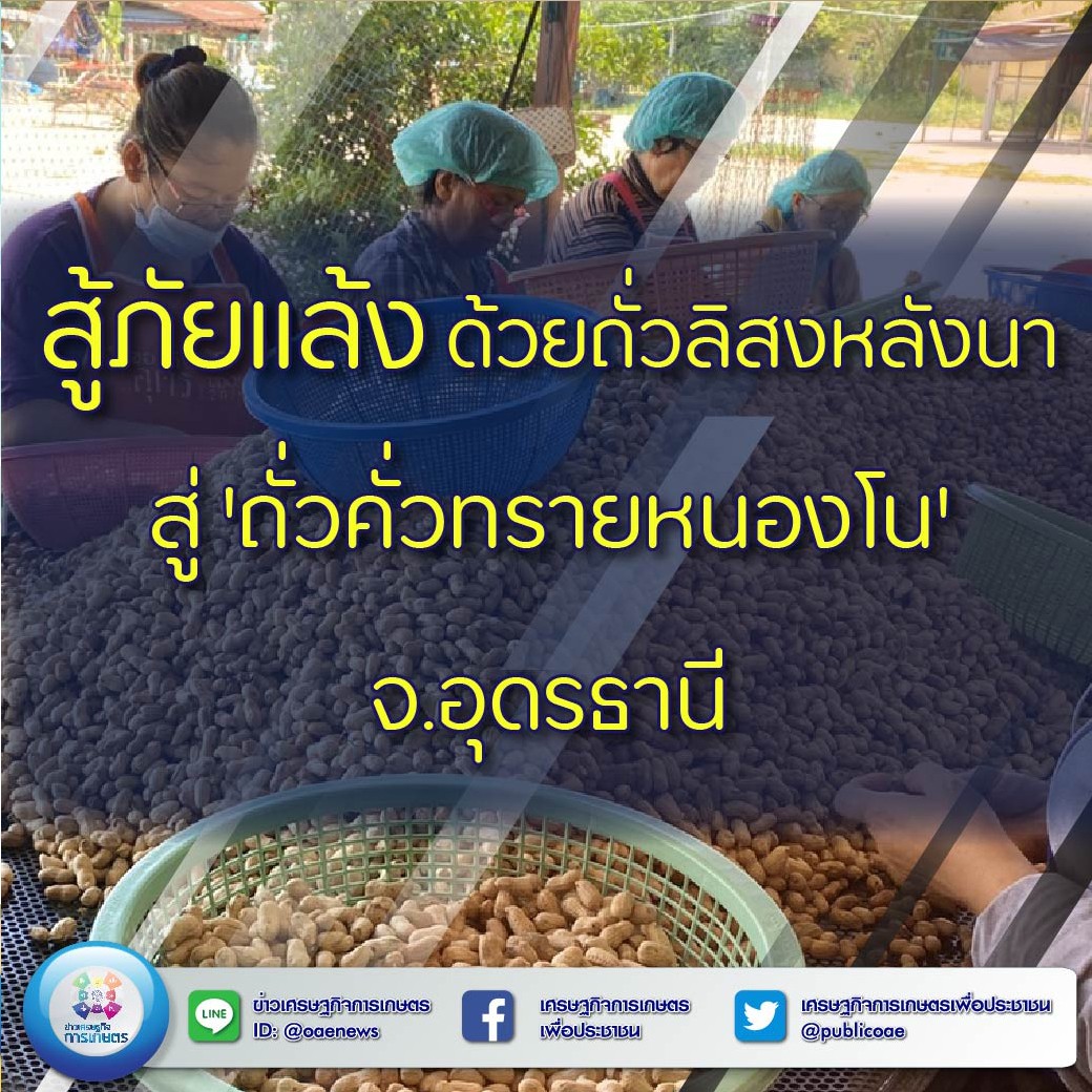 สู้ภัยแล้ง ด้วยถั่วลิสงหลังนา สู่ ‘ถั่วคั่วทรายหนองโน’ จ.อุดรธานี