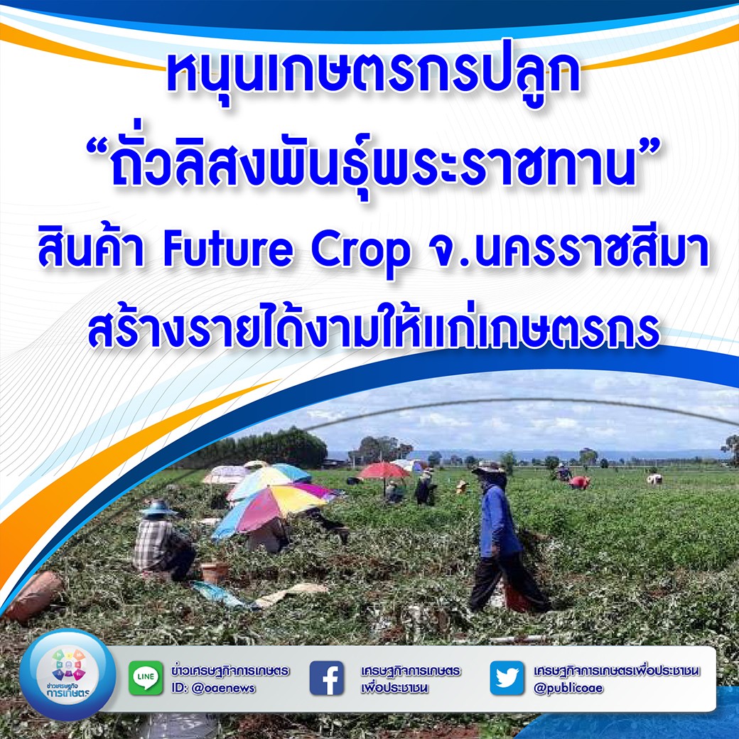 หนุนเกษตรกรปลูก “ถั่วลิสงพันธุ์พระราชทาน” สินค้า Future Crop จ.นครราชสีมา สร้างรายได้งามให้แก่เกษตรกร 