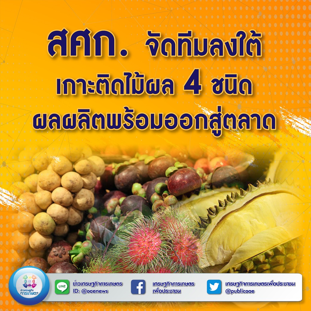 สศก. จัดทีมลงใต้ เกาะติดไม้ผล 4 ชนิด ผลผลิตพร้อมออกสู่ตลาด 