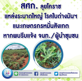 สศก. ลุยโคราช แหล่งระบาดใหญ่ โรคใบด่างมันฯ แนะเกษตรกรหมั่นสังเกต หากพบรีบแจ้ง จนท./ผู้นำชุมชน