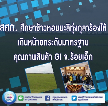 สศก. ศึกษาข้าวหอมมะลิทุ่งกุลาร้องไห้ เดินหน้ายกระดับมาตรฐานคุณภาพสินค้า GI จ.ร้อยเอ็ด 