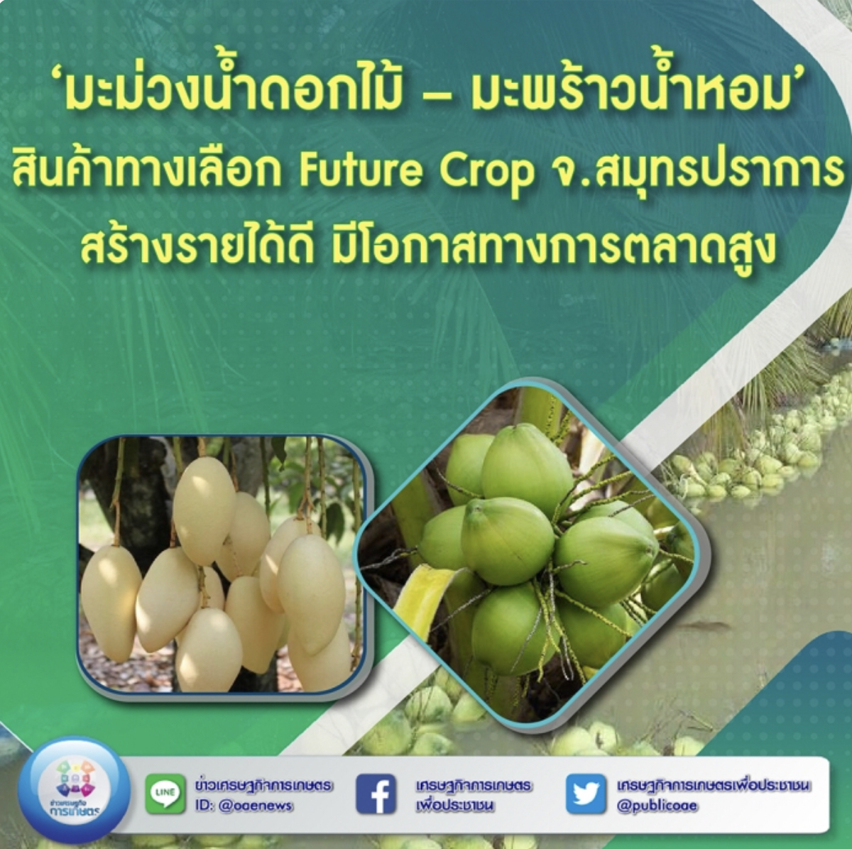 มะม่วงน้ำดอกไม้ – มะพร้าวน้ำหอม’ สินค้าทางเลือก Future Crop จ.สมุทรปราการ สร้างรายได้ดี มีโอกาสทางการตลาดสูง 