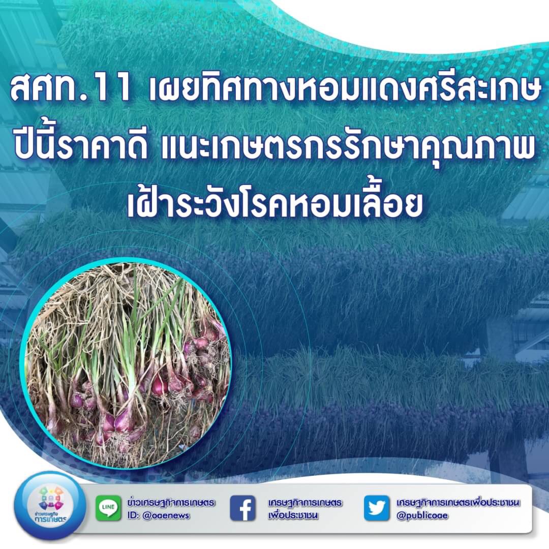 สศท. 11 เผยทิศทางหอมแดงศรีสะเกษ ปีนี้ราคาดี แนะเกษตรกรรักษาคุณภาพ เฝ้าระวังโรคหอมเลื้อย 