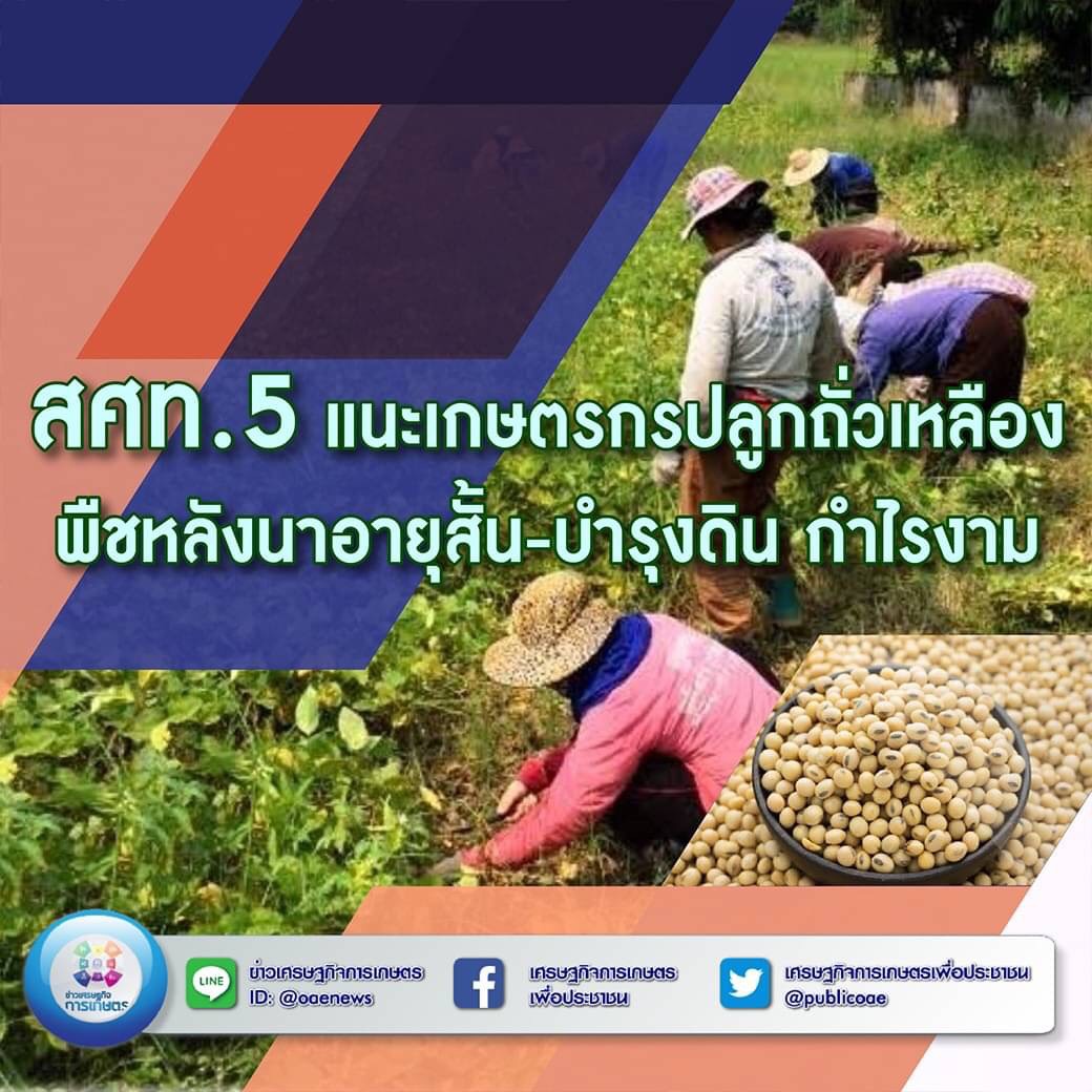 สศท.5 แนะเกษตรกรปลูกถั่วเหลืองพืชหลังนาอายุสั้น-บำรุงดิน กำไรงาม 