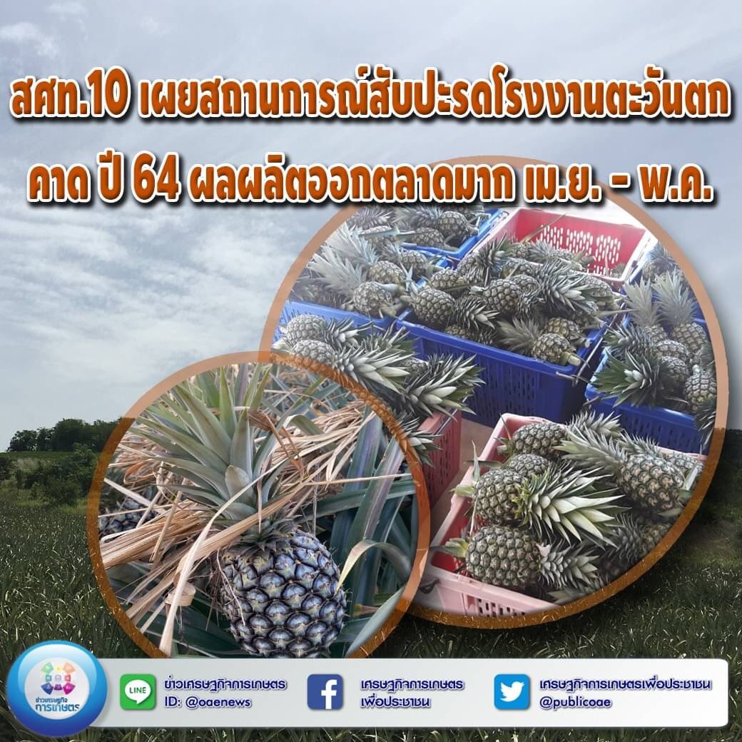 สศท.10 เผยสถานการณ์สับปะรดโรงงานตะวันตก คาด ปี 64 ผลผลิตออกตลาดมาก เม.ย. - พ.ค.