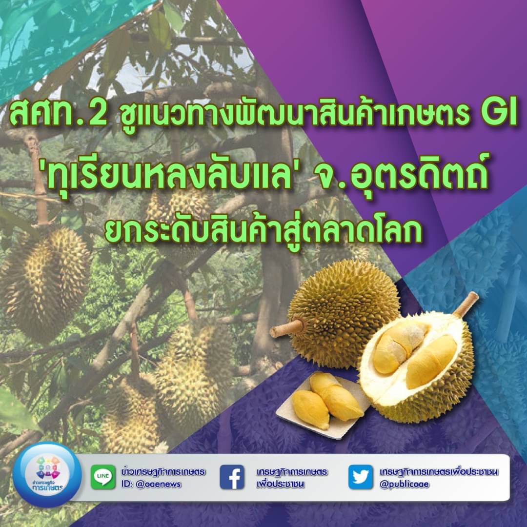 สศท.2 ชูแนวทางพัฒนาสินค้าเกษตร GI ‘ทุเรียนหลงลับแล’ อุตรดิตถ์ ยกระดับสินค้าสู่ตลาดโลก 