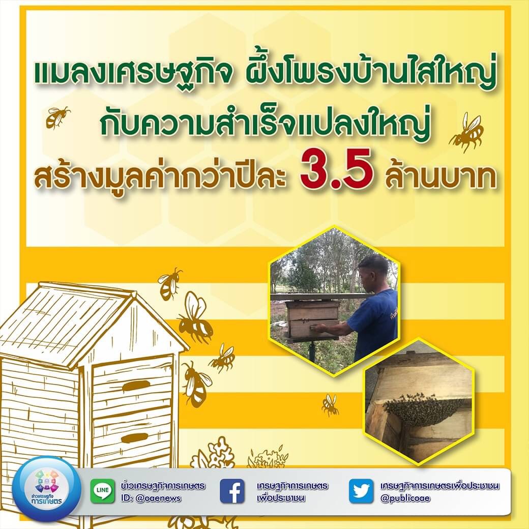 เศรษฐกิจ ผึ้งโพรงบ้านไสใหญ่ กับความสำเร็จแปลงใหญ่ สร้างมูลค่ากว่าปีละ 3.5 ล้านบาท