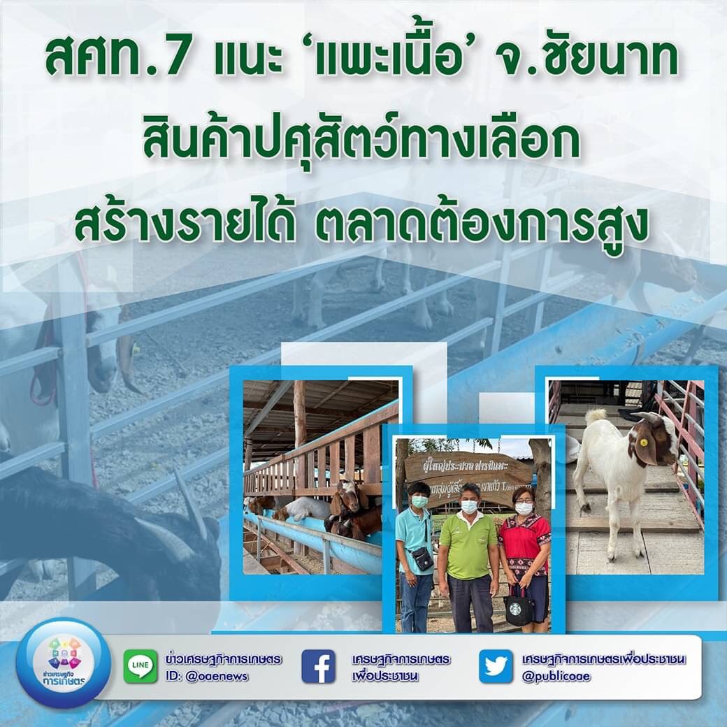 สศท.7 แนะ ‘แพะเนื้อ’ จ.ชัยนาท สินค้าปศุสัตว์ทางเลือก สร้างรายได้ ตลาดต้องการสูง 