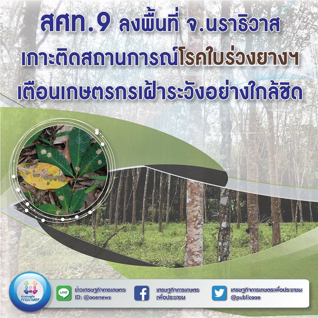 สศท.9 ลงพื้นที่ จ.นราธิวาส เกาะติดสถานการณ์โรคใบร่วงยางฯ เตือนเกษตรกรเฝ้าระวังอย่างใกล้ชิด