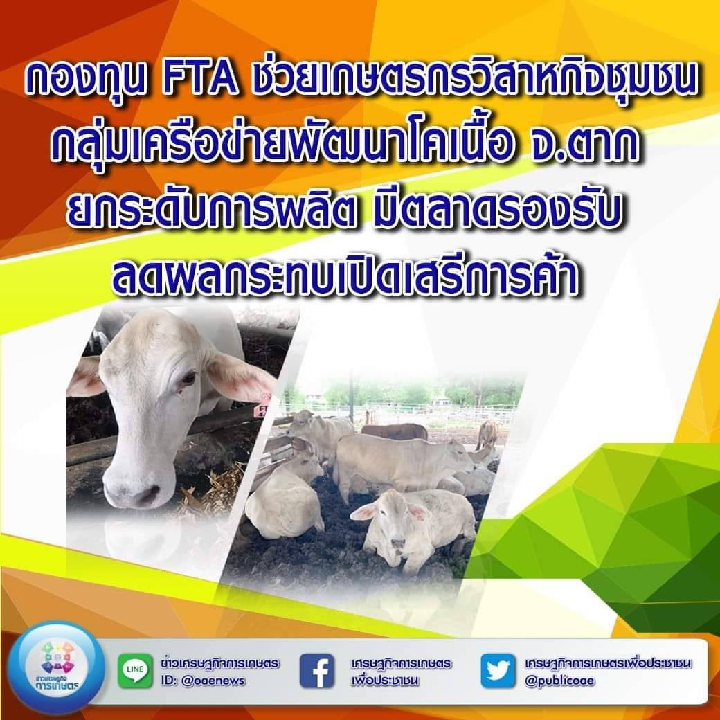 กองทุน FTA ช่วยเกษตรกรวิสาหกิจชุมชนกลุ่มเครือข่ายพัฒนาโคเนื้อ จ.ตาก ยกระดับการผลิต  มีตลาดรองรับ ลดผลกระทบเปิดเสรีการค้า