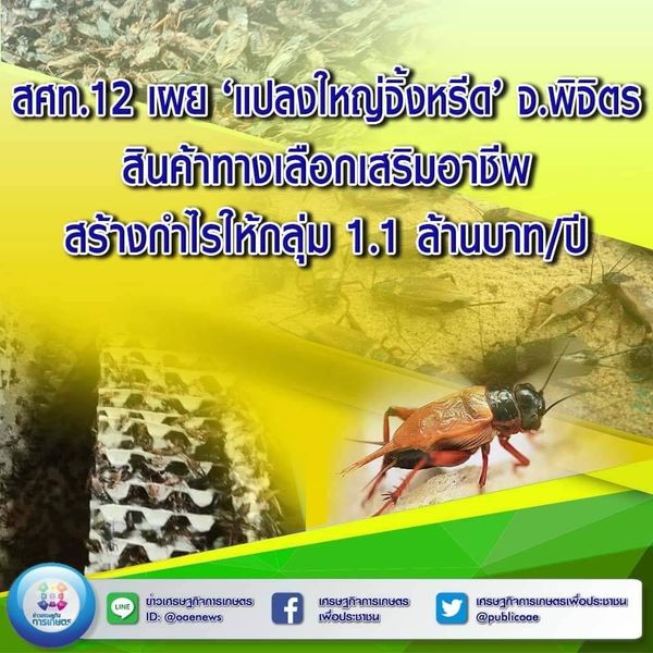 สศท.12 เผย ‘แปลงใหญ่จิ้งหรีด’ จ.พิจิตร สินค้าทางเลือกเสริมอาชีพ สร้างกำไรให้กลุ่ม 1.1 ล้านบาท/ปี